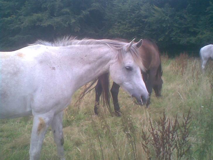 Hestene fra Exmoor (:  - Lucca - Privat billede 10