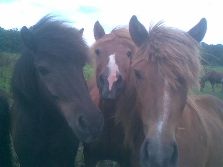 Hestene fra Exmoor (:  - Islændere - Fra Islænder stald ved siden af billede 11