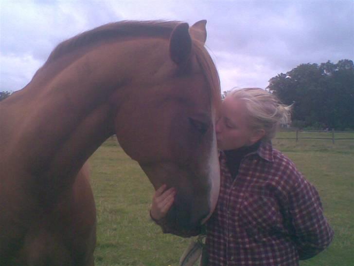 Hestene fra Exmoor (:  - Valdemar - Privat (og kamille) billede 12