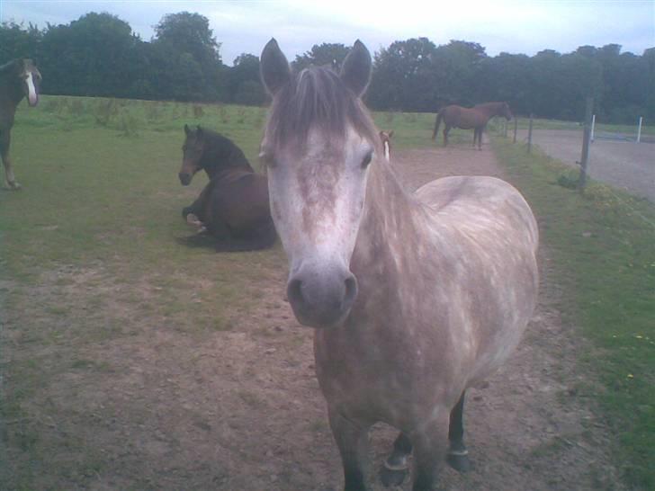 Hestene fra Exmoor (:  - Yankee - Rideskolepony billede 13