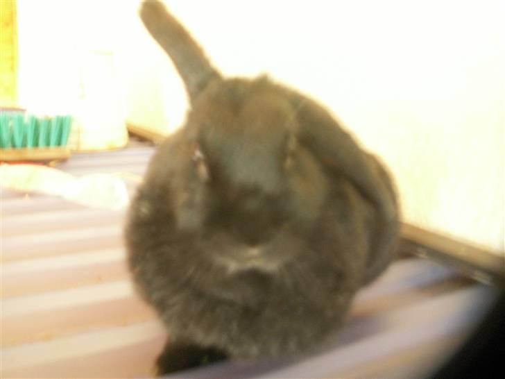 Min SUPER søde kanin <3 - Nårrhh! Her på det her billede sidder hun på hendes tag og hun blev ved med at rykke hovedet efter kamaraet! heh billede 3