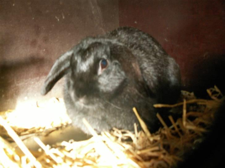 Min SUPER søde kanin <3 - MIN skat <33 billede 4