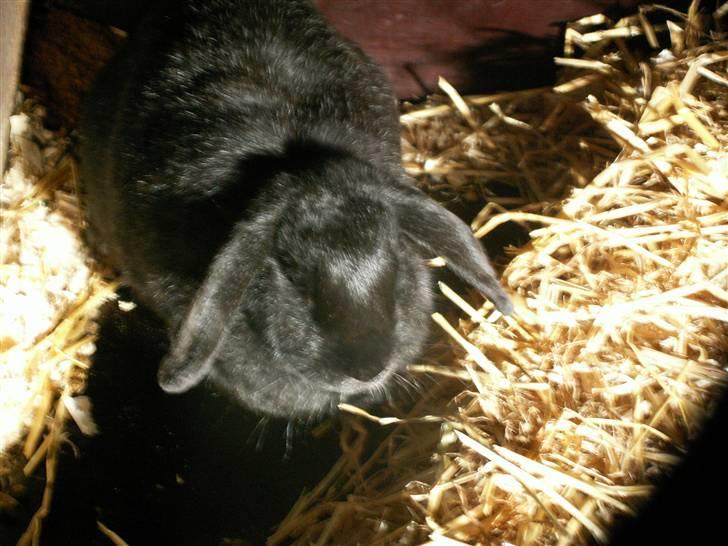 Min SUPER søde kanin <3 billede 5