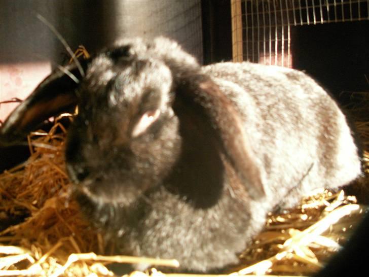 Min SUPER søde kanin <3 - Dejligt med lidt sol ! billede 2