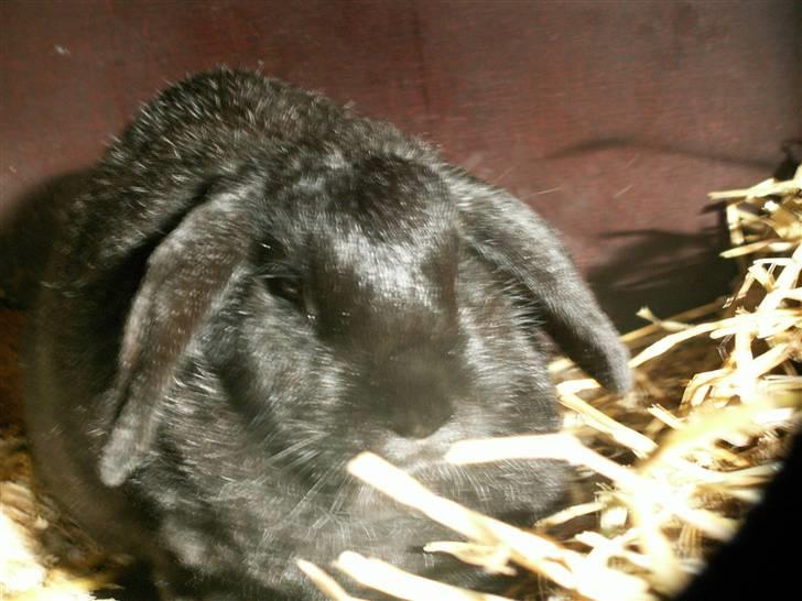 Min SUPER søde kanin <3 - <333 billede 6