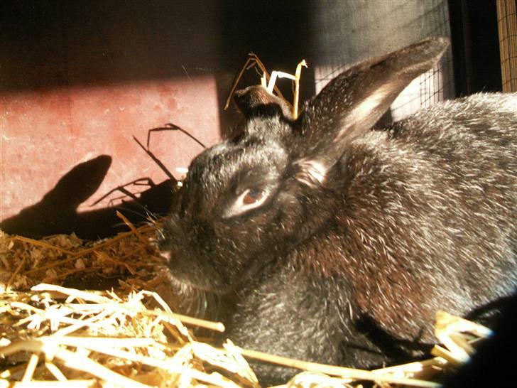 Min SUPER søde kanin <3 - <33 Sovetryne!! billede 7