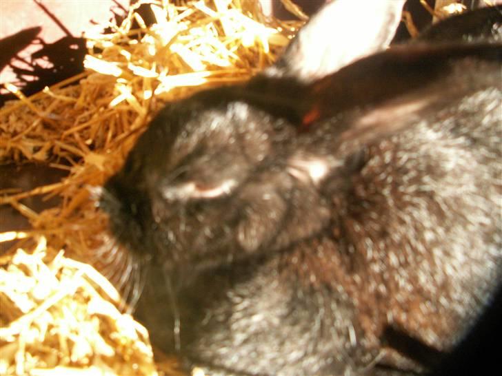 Min SUPER søde kanin <3 - <33 billede 9