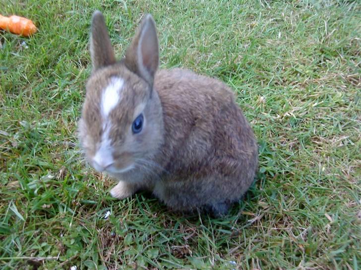 Kaninerne :) - Nuggi på græs for første gang .. billede 6