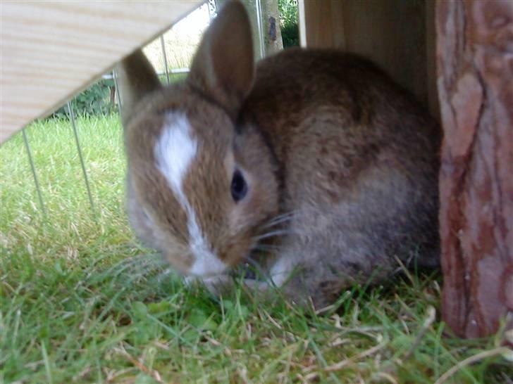 Kaninerne :) - Nuggi sidder under lemmen fra huset af :) billede 7