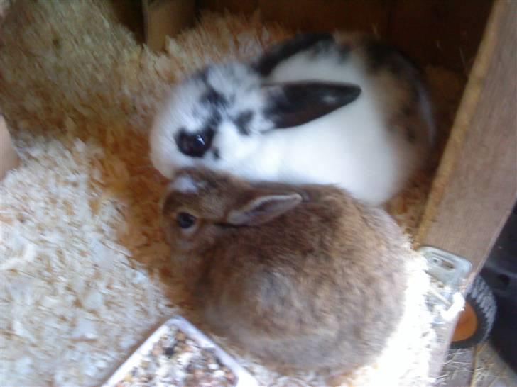 Kaninerne :) - Om morgenen efter Nuggi var kommet hjem til os aftenen før :) billede 8