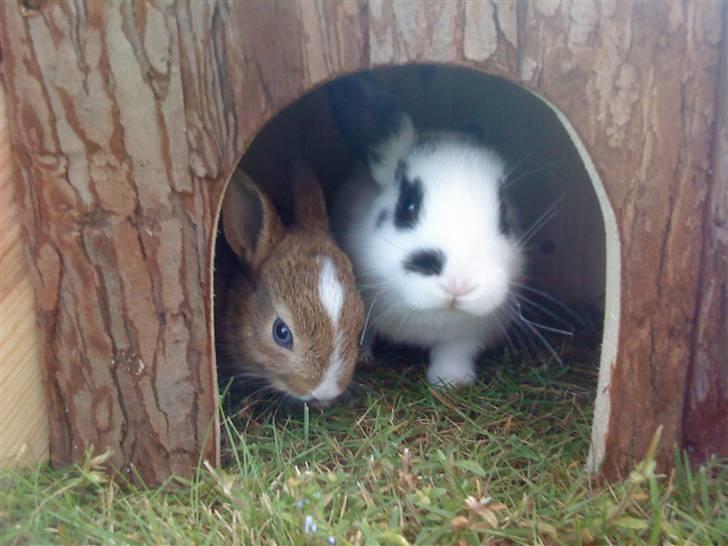 Kaninerne :) - Her er vores træhus ude i græsningsburet :) billede 9
