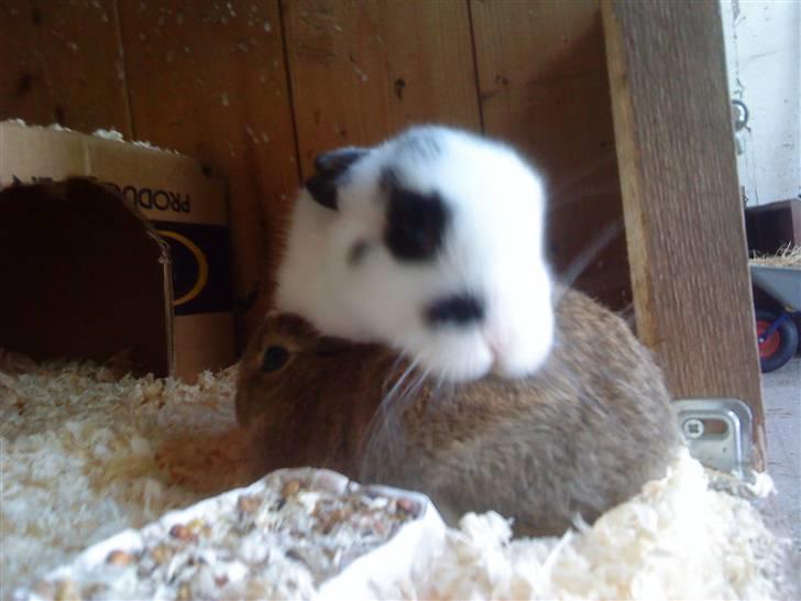 Kaninerne :) - De er gode venner :) billede 10