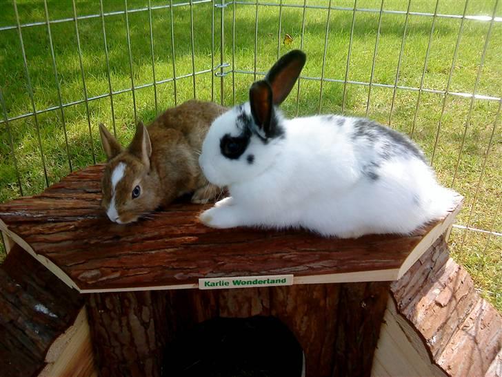Kaninerne :) - Her ligger vi på taget af vores hus :) billede 13