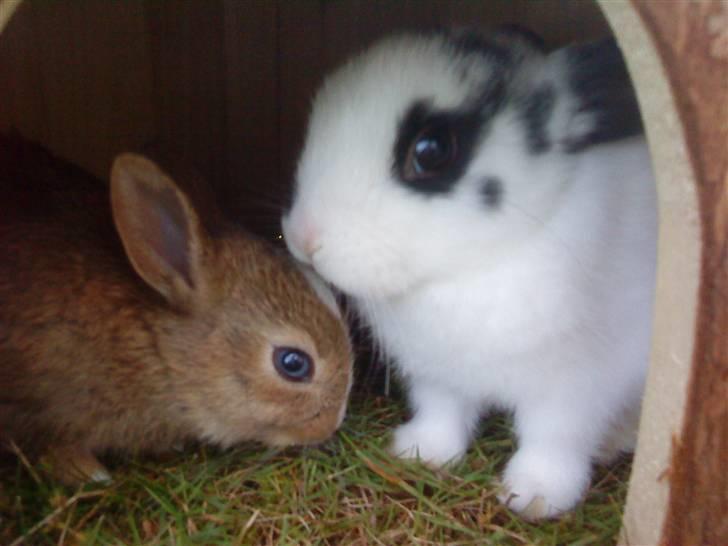 Kaninerne :) - Inde i træhuset .. billede 14