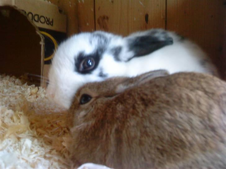 Kaninerne :) - Morgenen efter Nuggi havde været hos os en nat :) billede 15