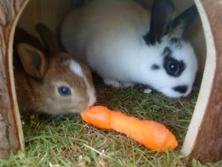 Kaninerne :) - Nuggi spiser gulerod :) billede 16