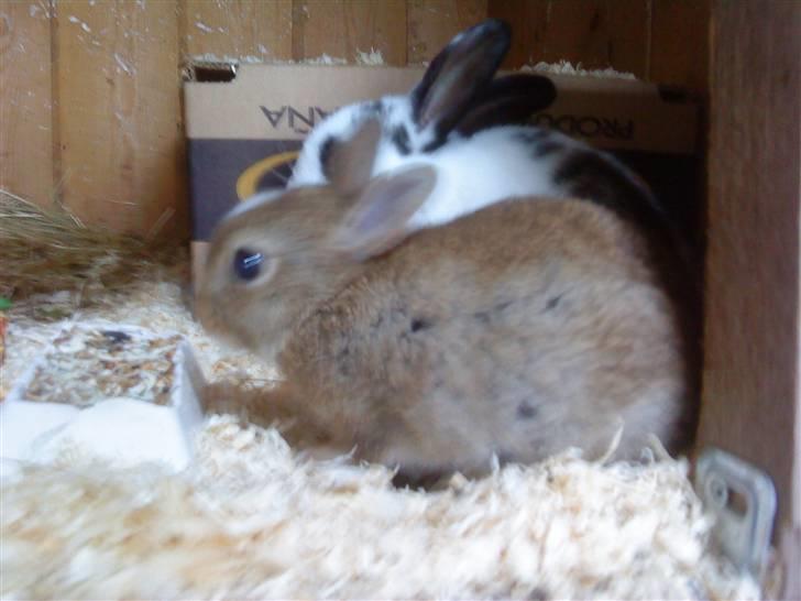 Kaninerne :) - Lidt sløret, men det er Nuggi :) billede 18