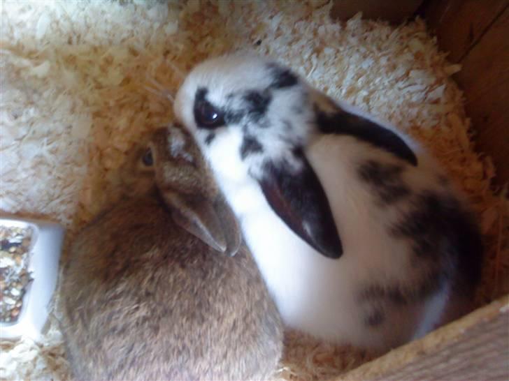 Kaninerne :) - Helt tæt sammen :) billede 19