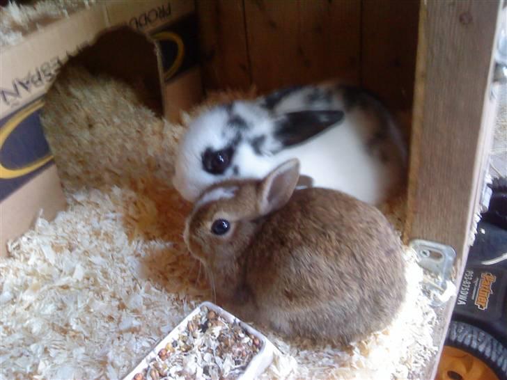 Kaninerne :) - De er MEGA glade for hinanden :) billede 20