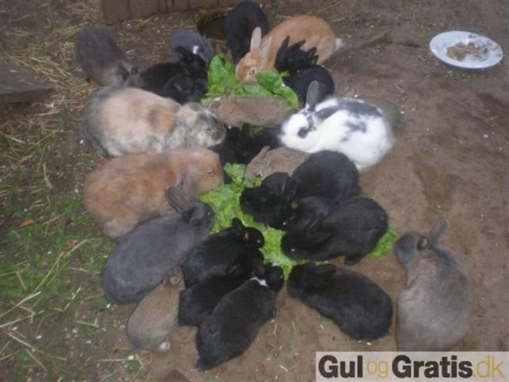 Kaninerne :) - Her er Ninus og Nuggis famile :) Nuggie er herpå .. Hun sidder på salaten øverst i billedet :) billede 21