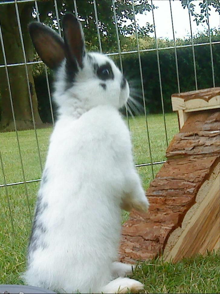 Kaninerne :) - Hey, hvad sker der derovre ?? :) billede 22