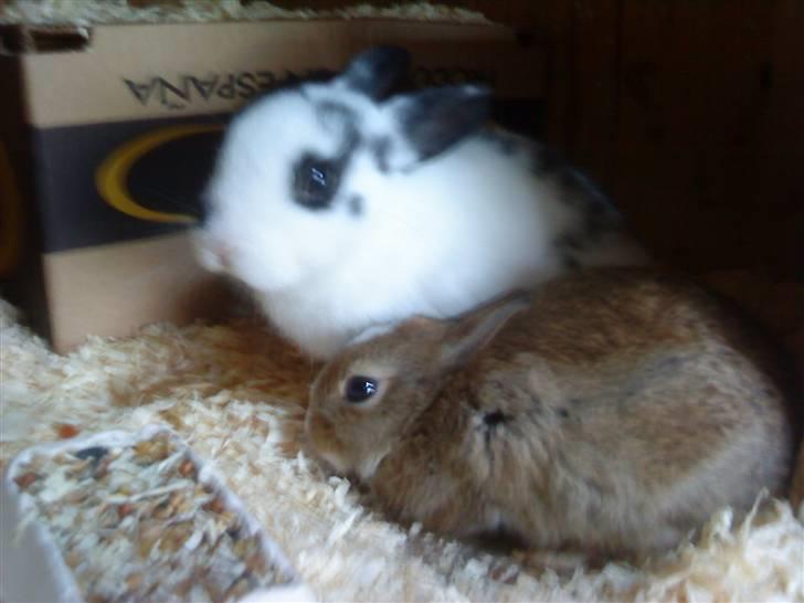 Kaninerne :) - Nuggi ser tyk ud :) billede 23