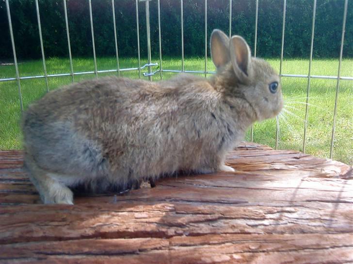 Kaninerne :) - Uhh, tør jeg kigge ned fra taget af ?? :) billede 24