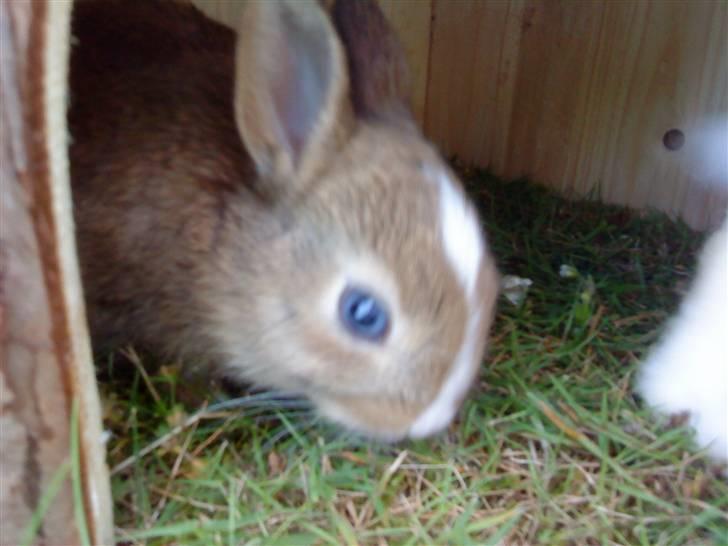 Kaninerne :) - Nuggi .. billede 25