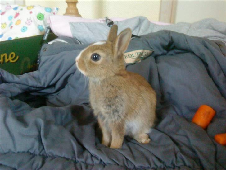 Kaninerne :) - Nuggi indenfor for første gang :) billede 26