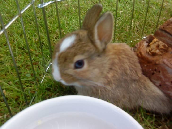 Kaninerne :) - Nuggi er ved at presse sig under lemmen i huset :) billede 27