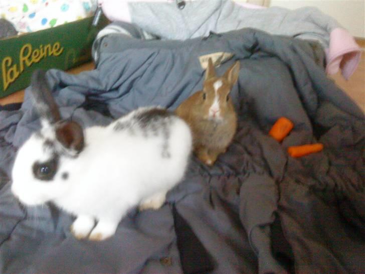 Kaninerne :) - Nuggi gemmer sig bag Ninus :) billede 28