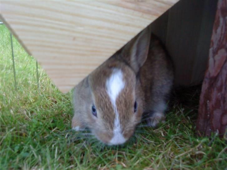 Kaninerne :) - Nuggi .. billede 29