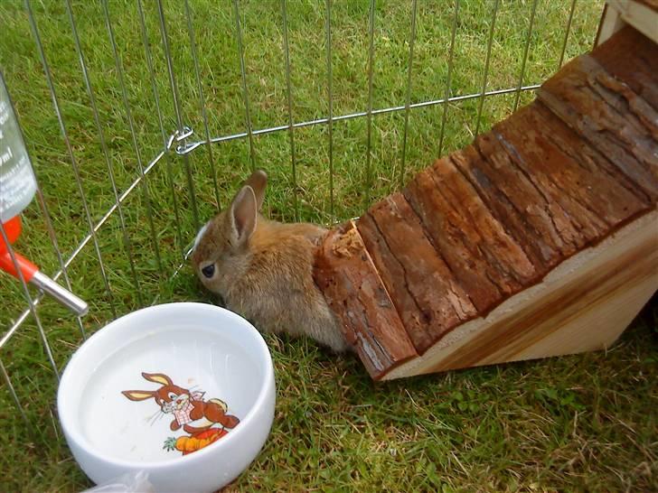 Kaninerne :) - Nuggi er ved at prøve på at komme ud :) billede 30