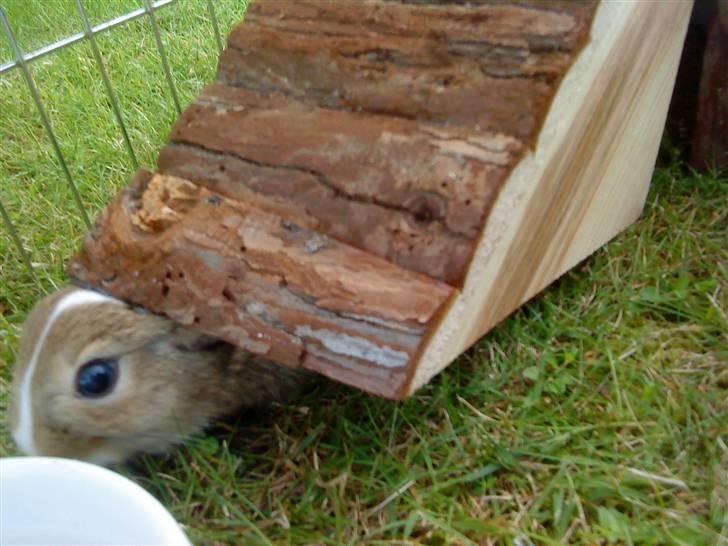 Kaninerne :) - Hovedet kommer lige under :) billede 31