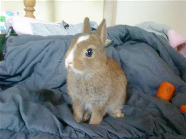 Kaninerne :) - Nuggi indenfor for første gang :) billede 32