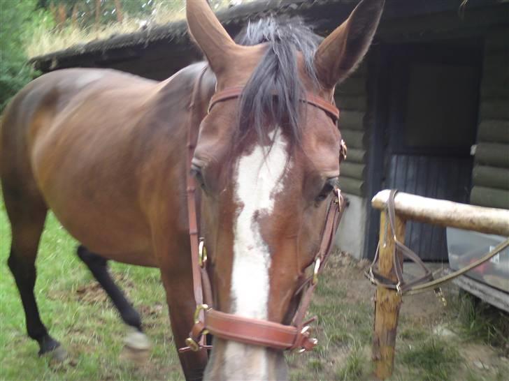 Sommerferie billeder af Tasano og Ace - sommer 2009 - Ace med bidløst hovedtøj billede 34