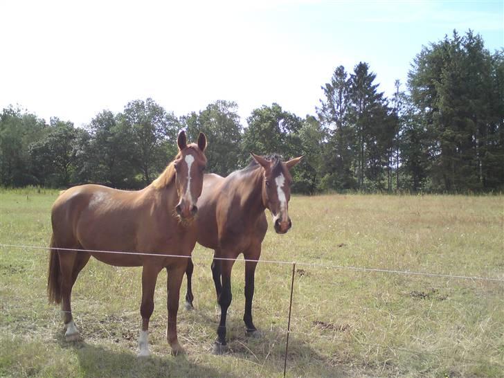 Sommerferie billeder af Tasano og Ace - sommer 2009 billede 35