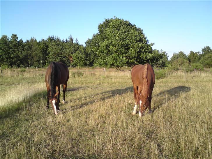 Sommerferie billeder af Tasano og Ace - sommer 2009 billede 36