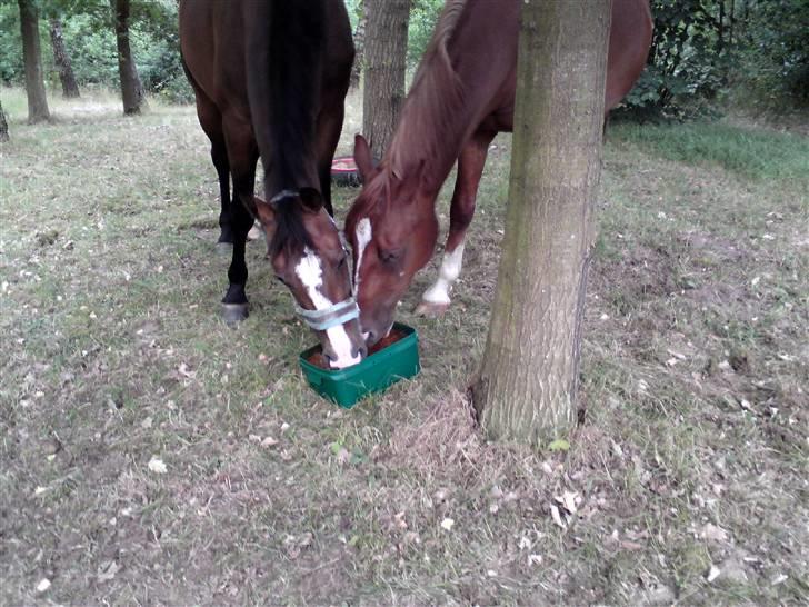 Sommerferie billeder af Tasano og Ace - sommer 2009 - Med hovederne i slikspanden :) billede 37