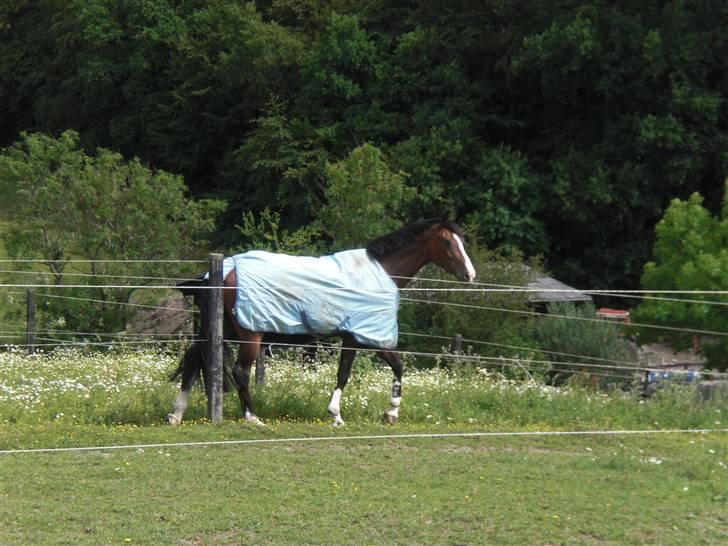 På besøg hos Peter Flarup billede 12