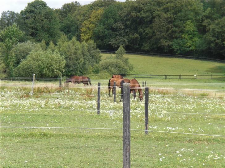 På besøg hos Peter Flarup billede 13