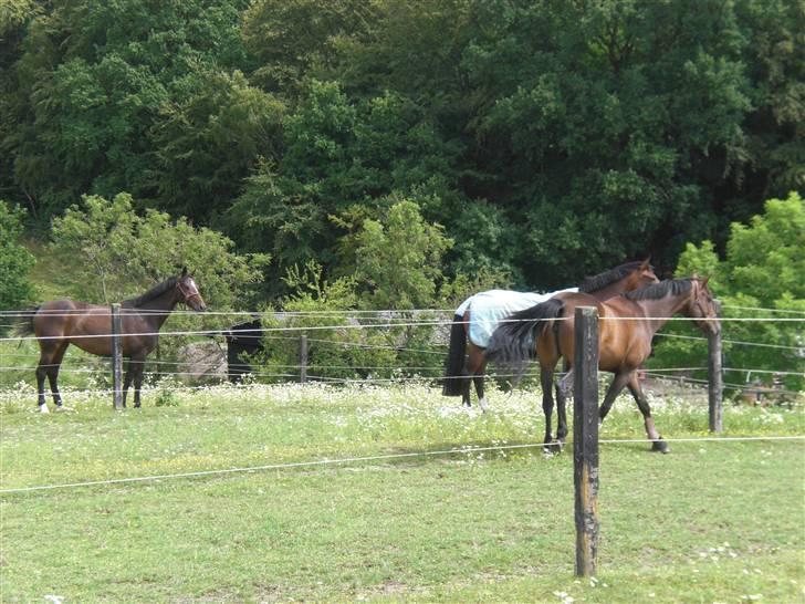 På besøg hos Peter Flarup billede 14