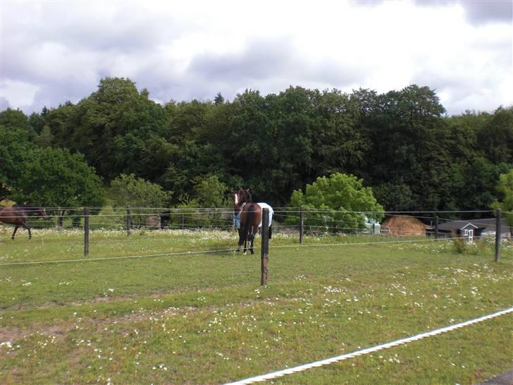 På besøg hos Peter Flarup billede 15
