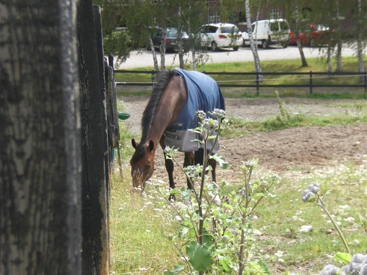 På besøg hos Peter Flarup billede 16