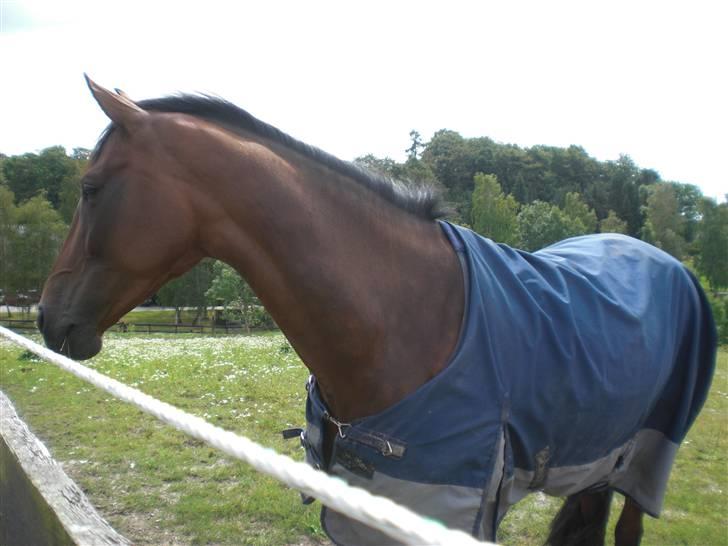 På besøg hos Peter Flarup billede 18