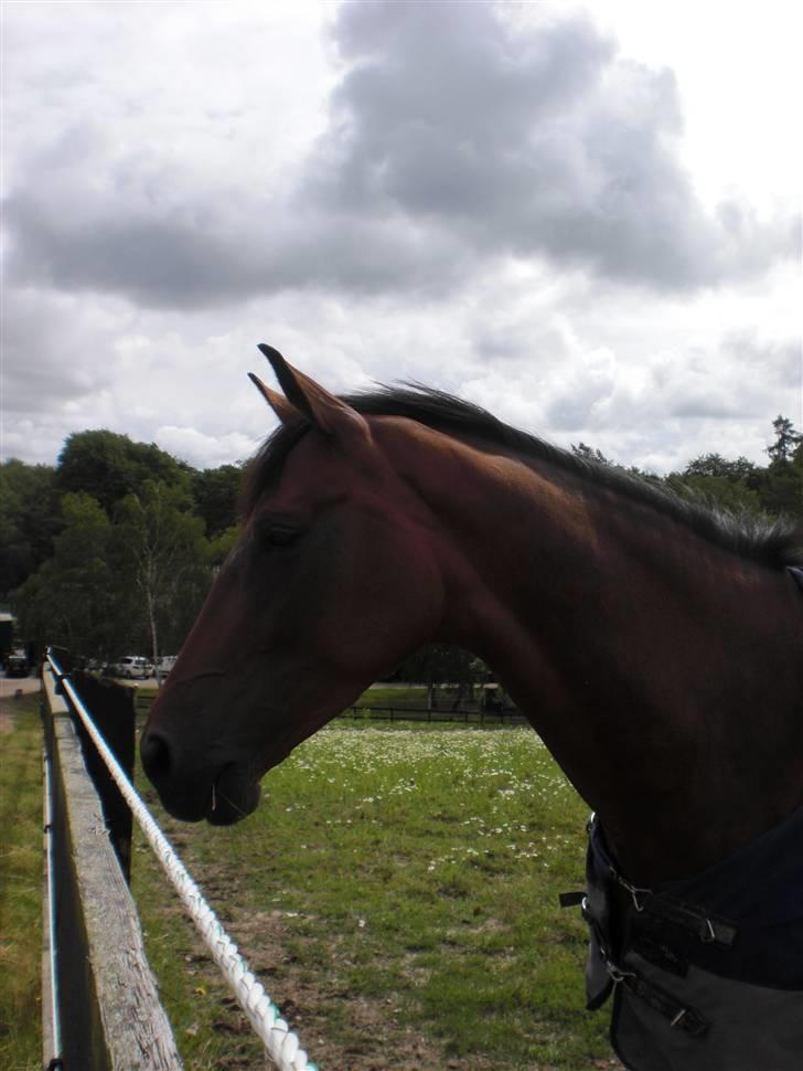 På besøg hos Peter Flarup billede 19