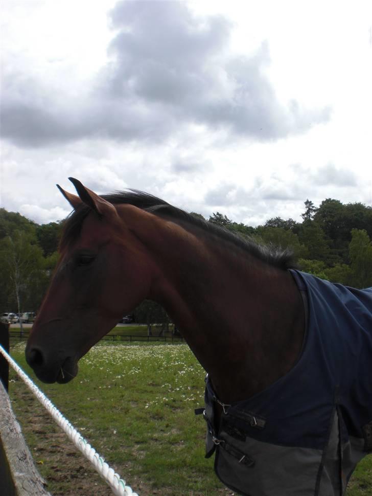 På besøg hos Peter Flarup billede 20