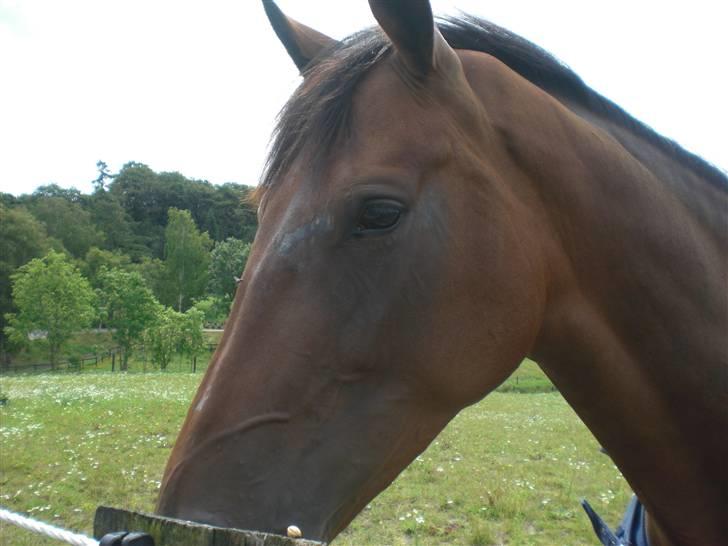 På besøg hos Peter Flarup billede 21