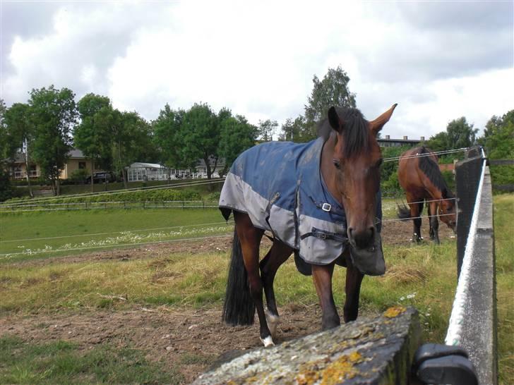 På besøg hos Peter Flarup billede 23