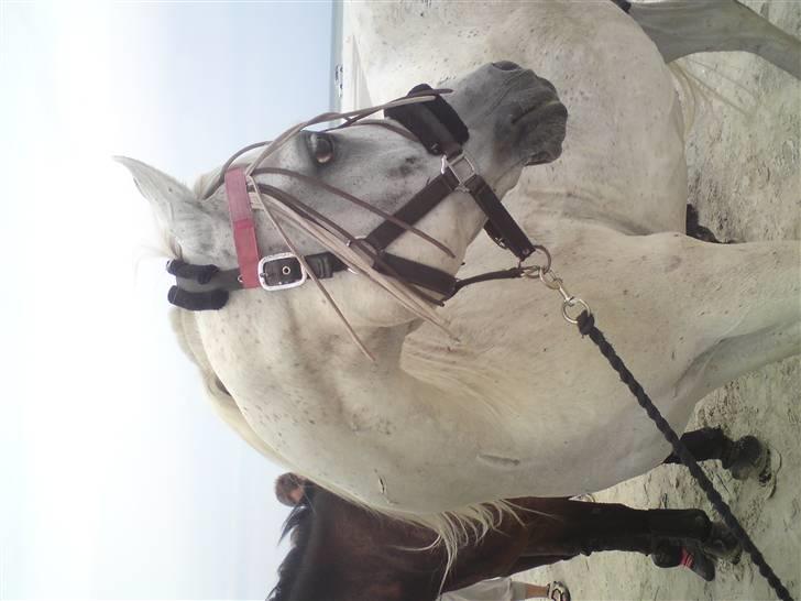 Strand tur til børsmose billede 3